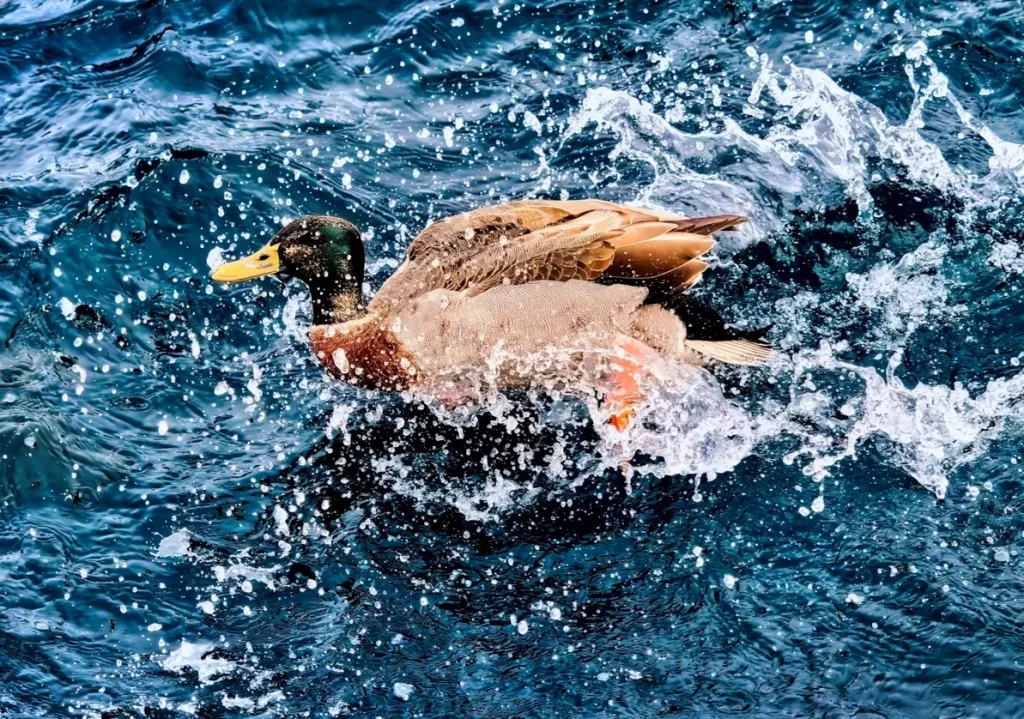 duck splashing
